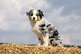 BERGER AUSTRALIEN PUPPIES 302